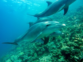 海豚
