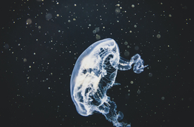 水母