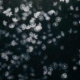 水母