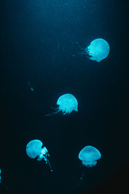 水母