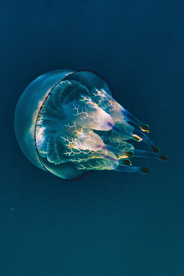 水母