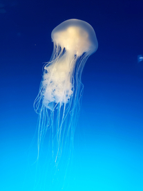 水母