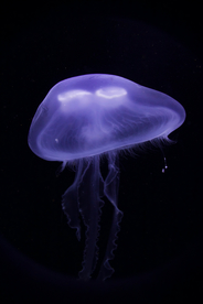 水母