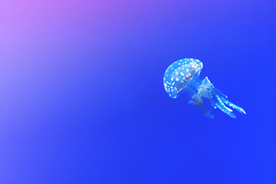水母