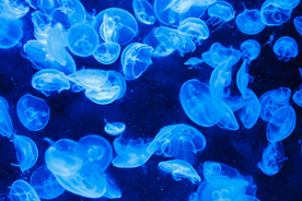 水母