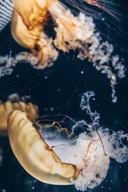 水母
