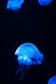 水母