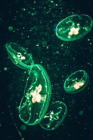 水母