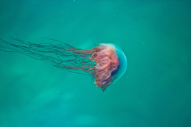 水母
