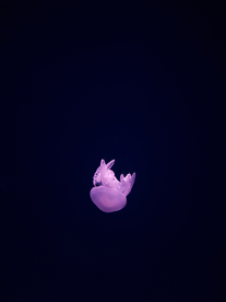 水母