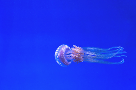 水母