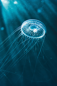 水母