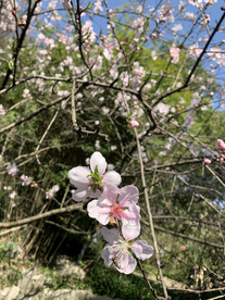 桃花