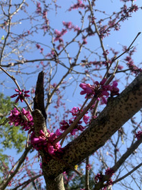花树