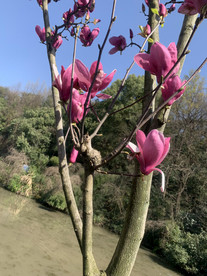 花树