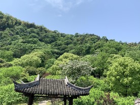 树木