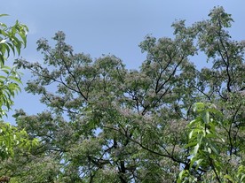 树木