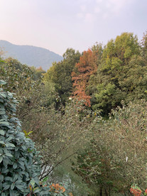 公园风景