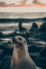海狮