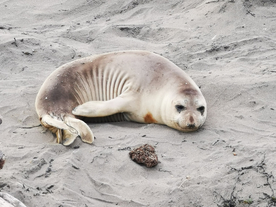 海狮