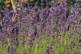薰衣草