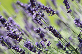 薰衣草