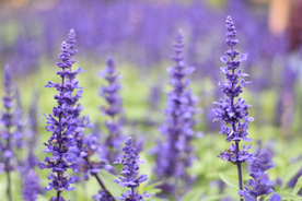 薰衣草
