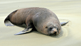 海狮