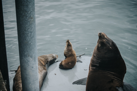 海狮