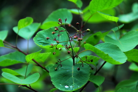 花椒树