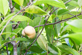 草寇