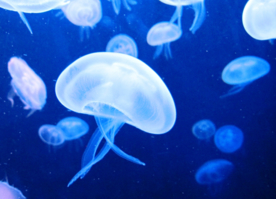 水母