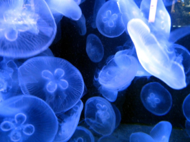水母