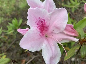 花草