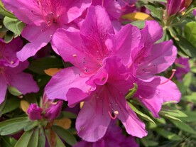 花草