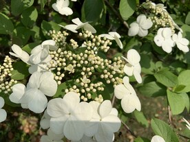 白花