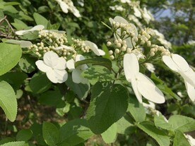 白花