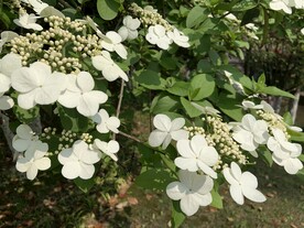 白花