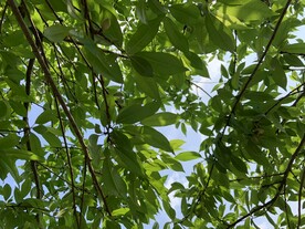 树木