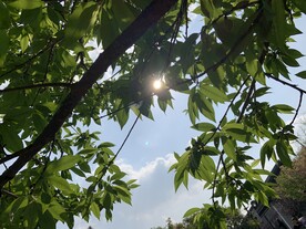 树木