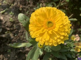 黄色花朵