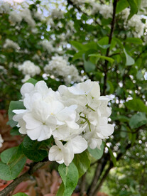 白花