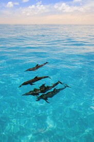 海豚