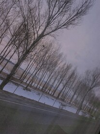 树木