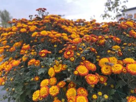 花