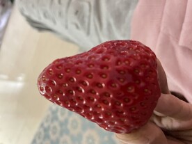 草莓