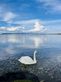 天鵝游水藍(lán)天白云