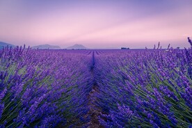 薰衣草花田