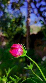 野花