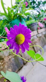 野花